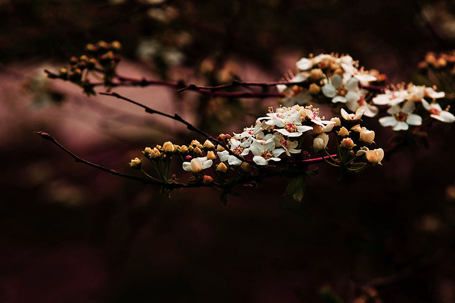 几朵小花