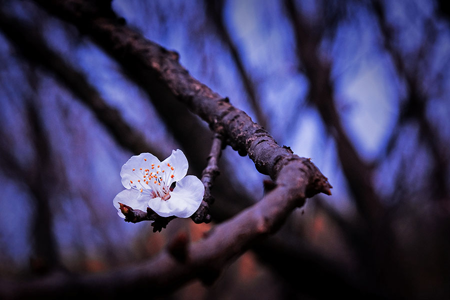 几朵小花