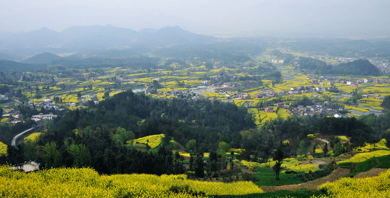 遍地黄金甲，惟有汉中最诱人