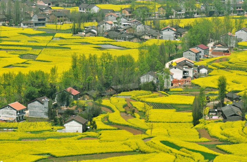 遍地黄金甲，惟有汉中最诱人
