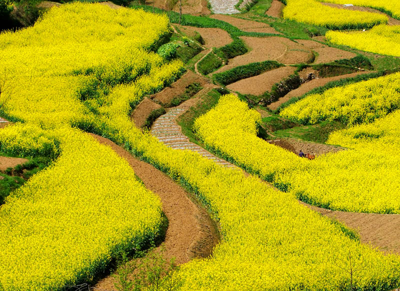 在那油菜花盛开的地方————汉中 。 汉中【采摄篇】