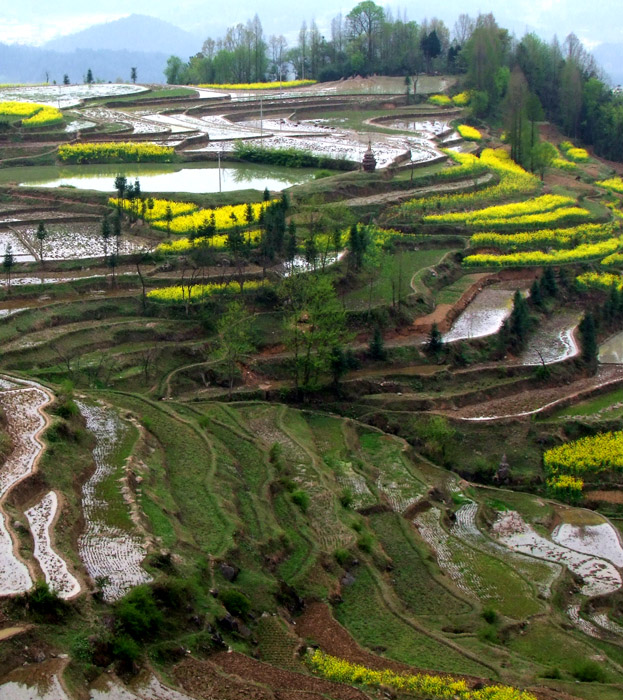 在那油菜花盛开的地方————汉中 。 汉中【采摄篇】