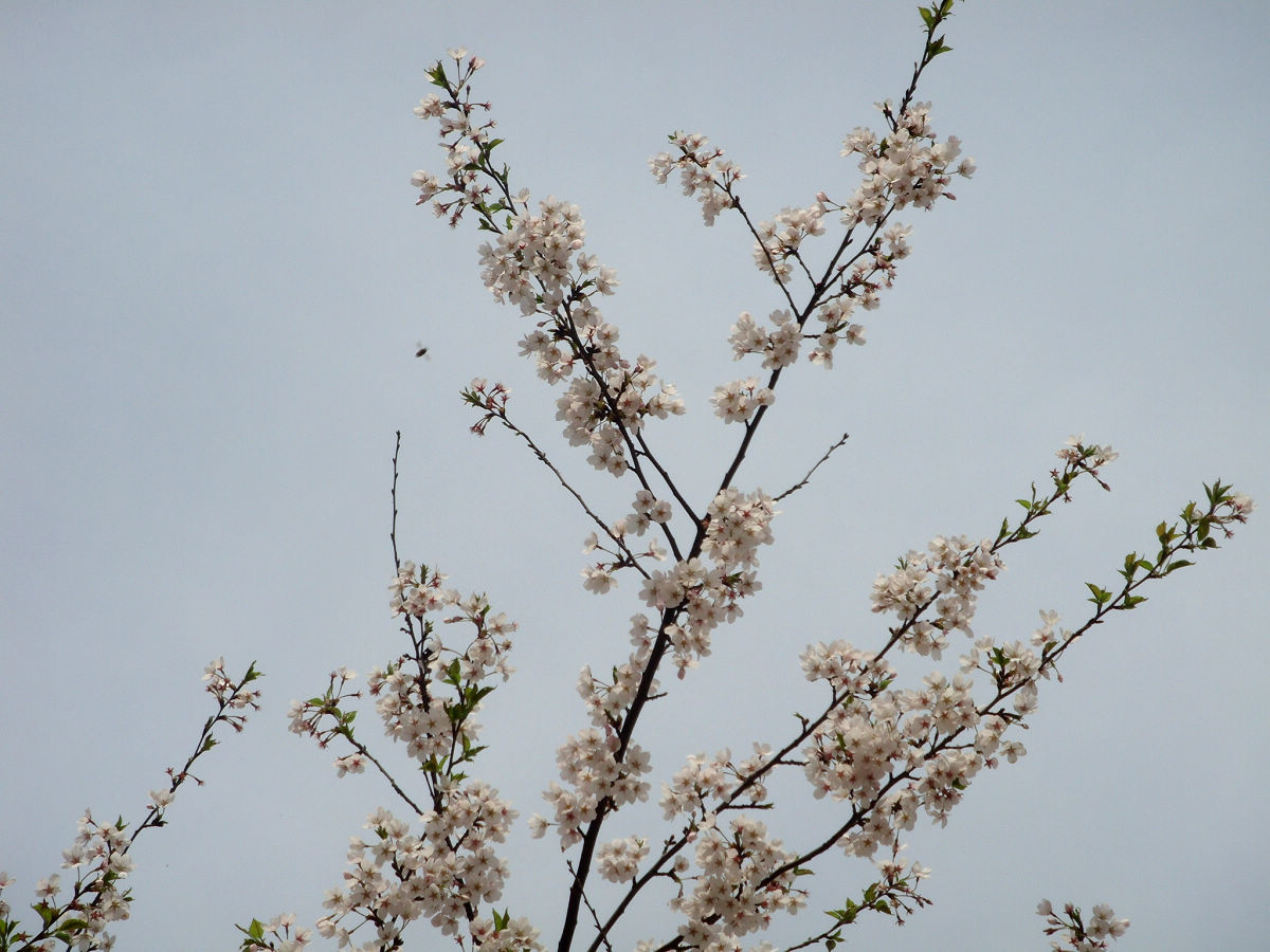 桃花