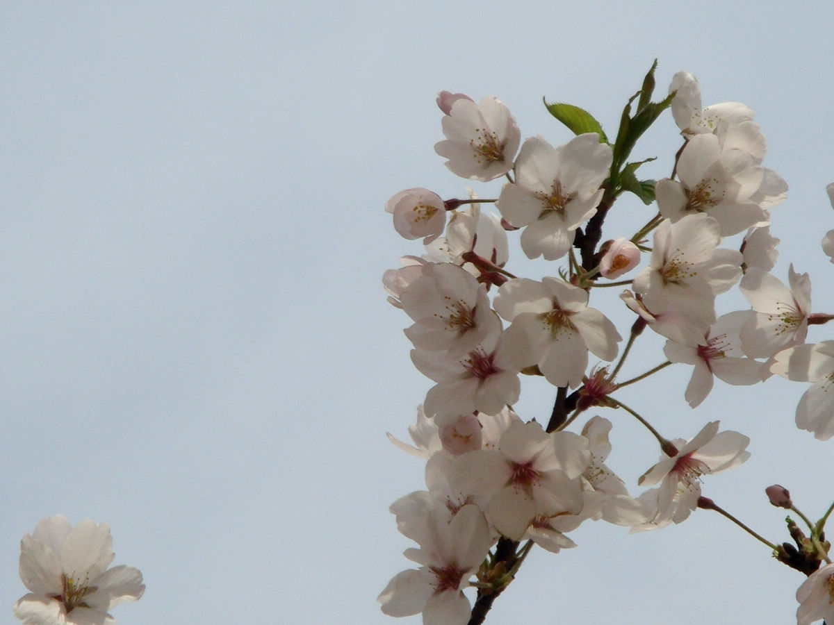 桃花