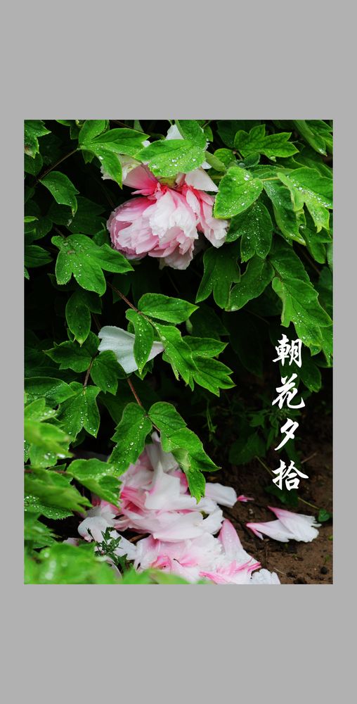 戚城采花