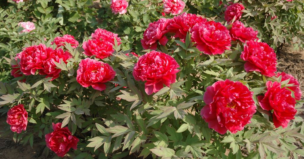 富贵之花