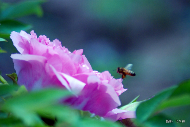 戚城花争胜