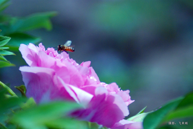 戚城花争胜