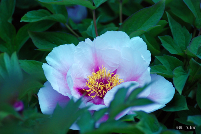 戚城花争胜