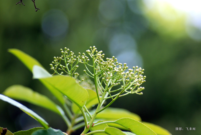 戚城花争胜