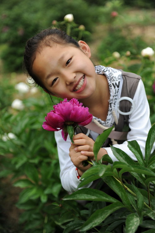 芍药之美赛牡丹
