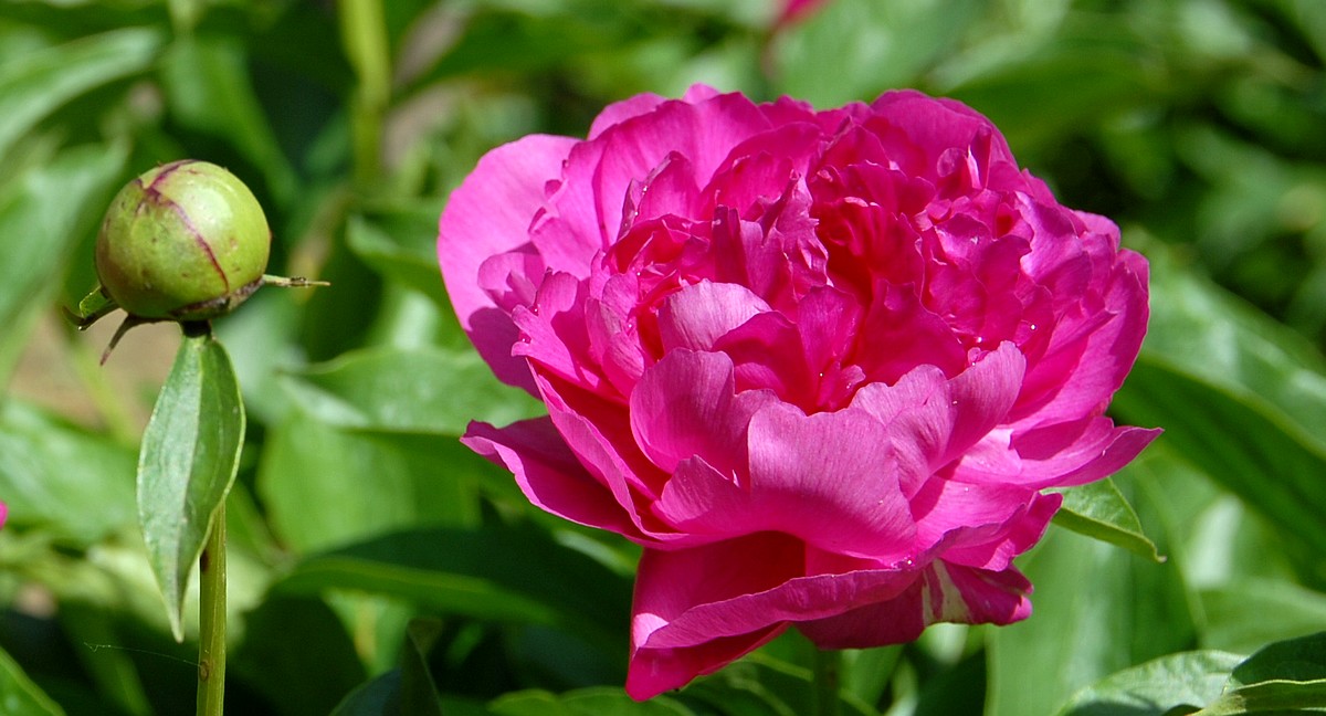 美丽的月季花