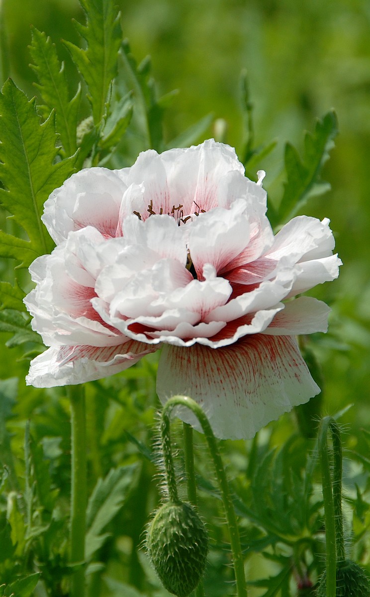 美丽的月季花