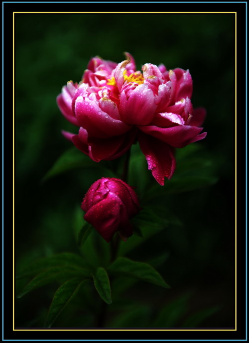 芍药之美赛牡丹