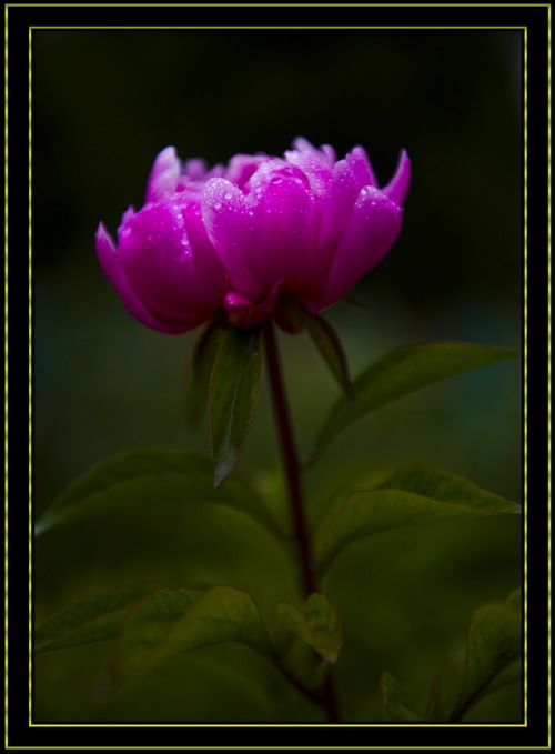 芍药之美赛牡丹