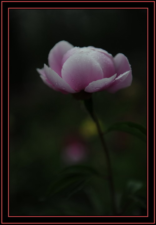 芍药之美赛牡丹
