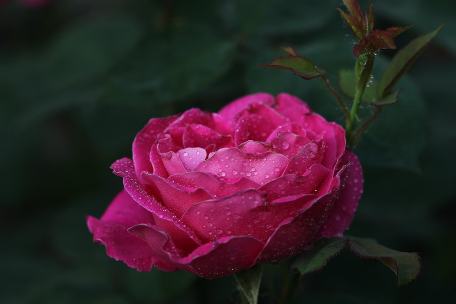 月季花开红艳艳