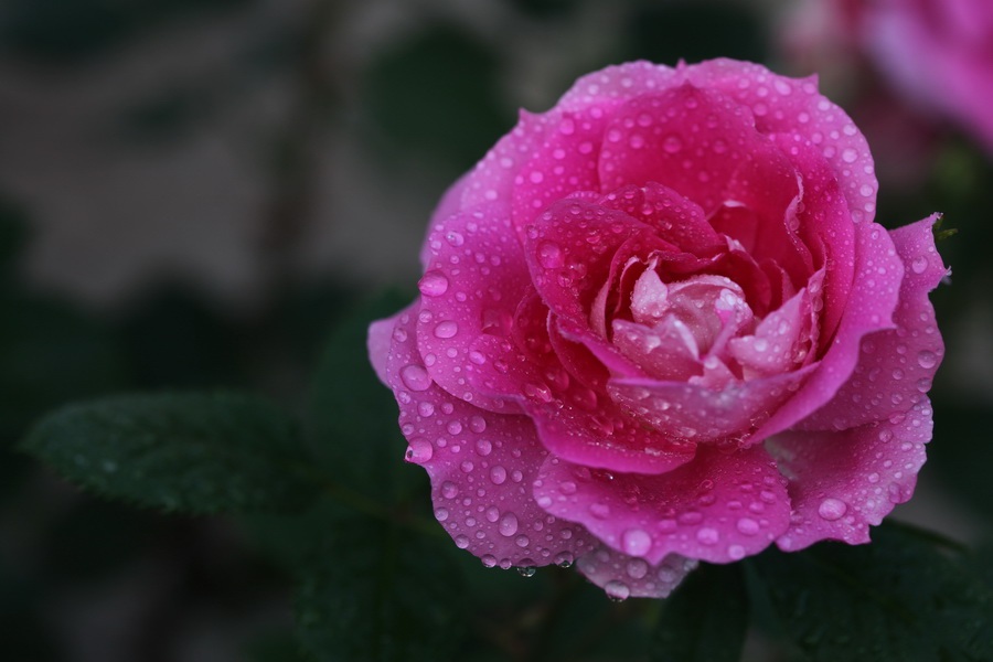 月季花开红艳艳