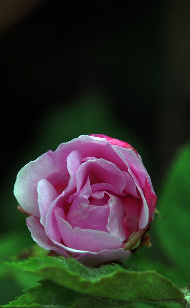 美丽的月季花