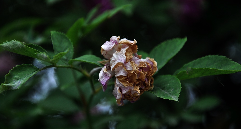 美丽的月季花
