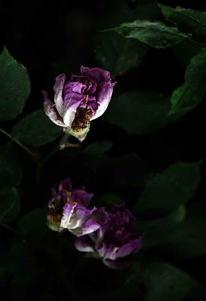 美丽的月季花