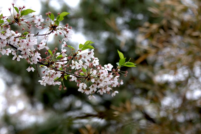 樱花