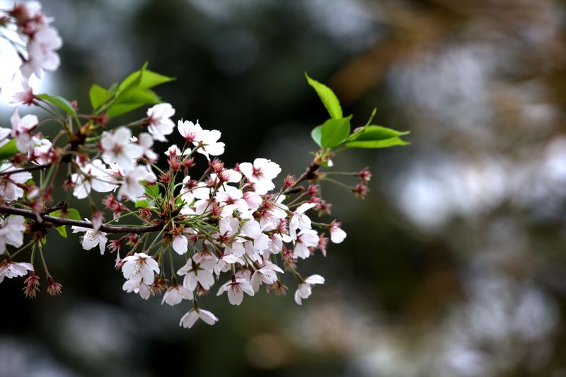 樱花