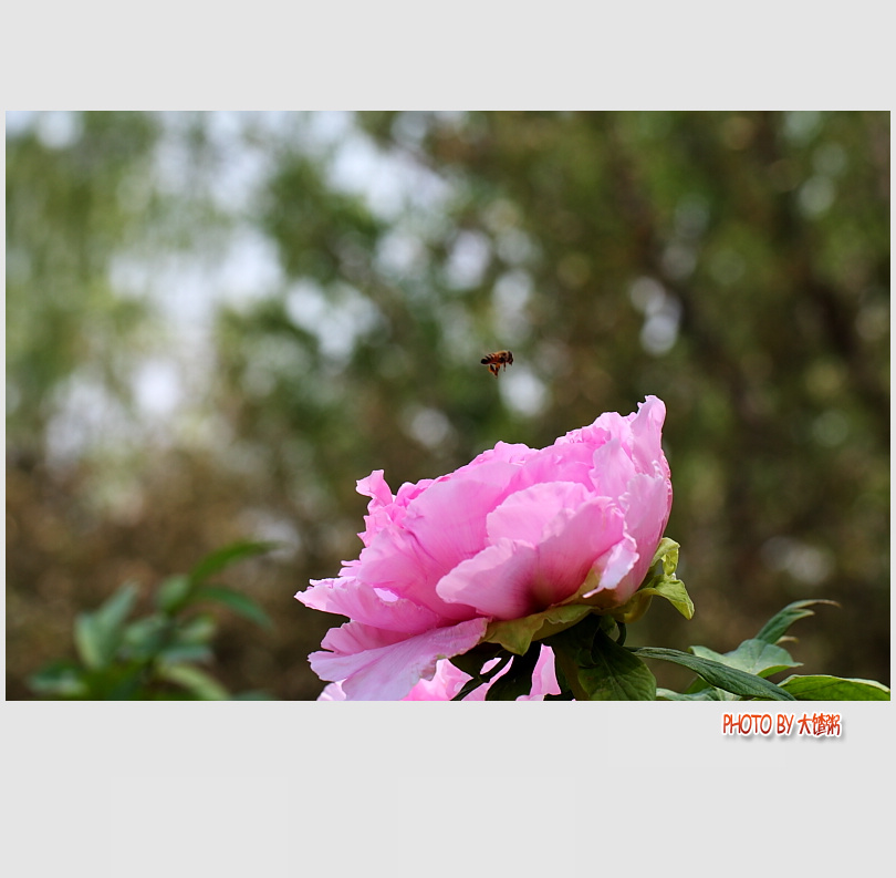 牡丹-濮上园
