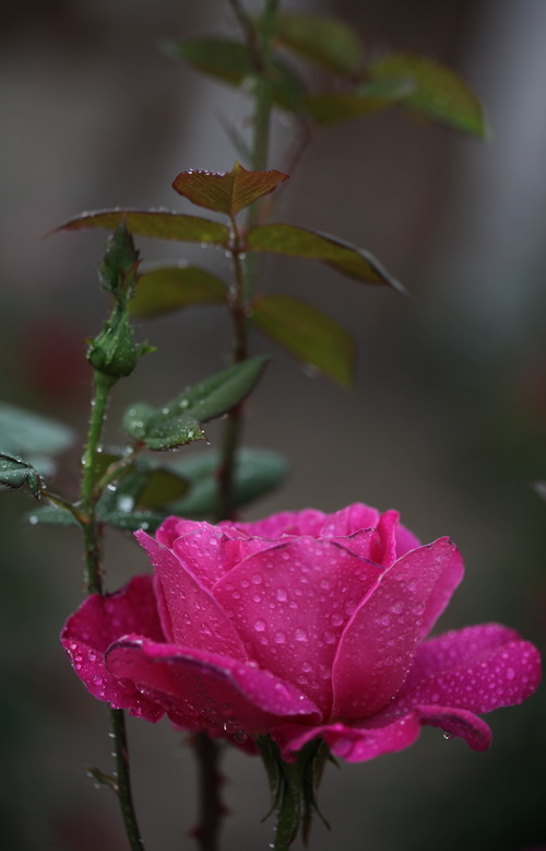 月季花开红艳艳