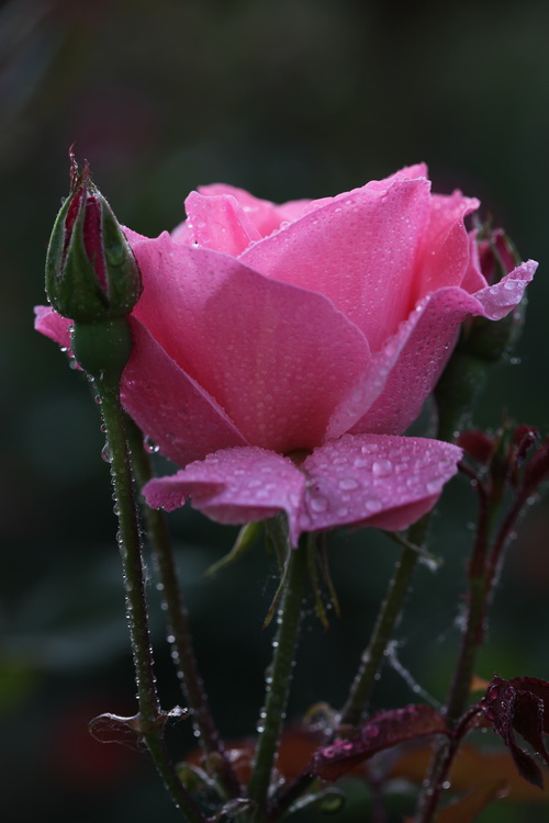 月季花开红艳艳