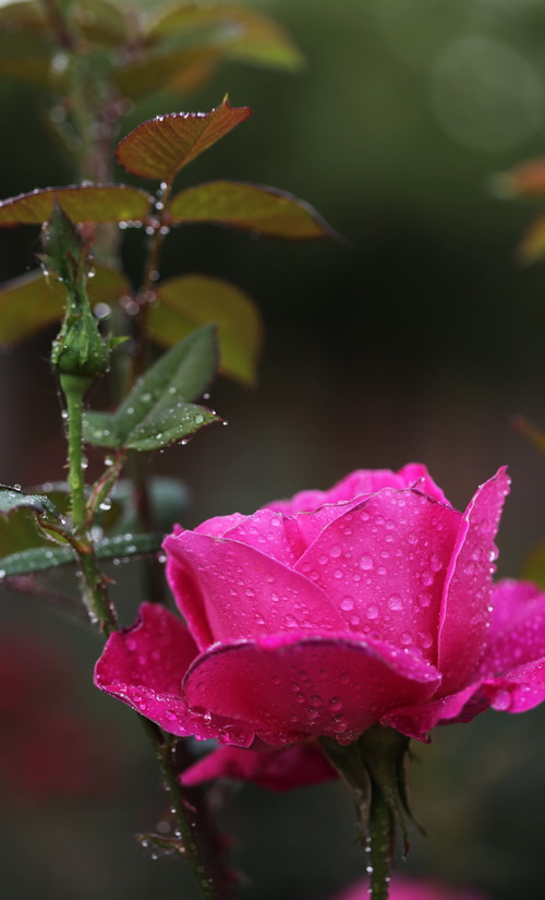 月季花开红艳艳