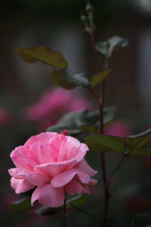 月季花开红艳艳