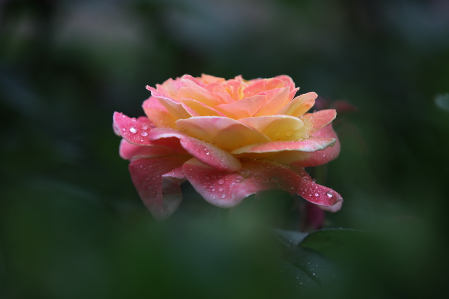 月季花开红艳艳