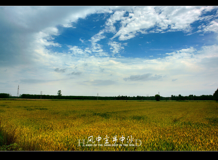 麦黄时节