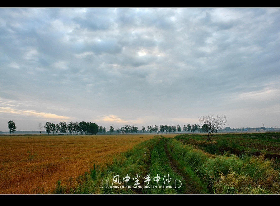 麦黄时节