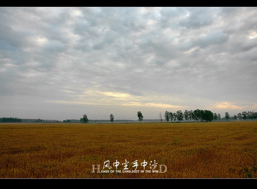 麦黄时节