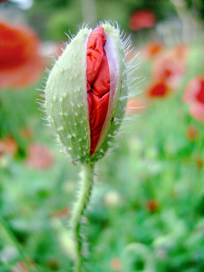 一年一度美人花【组】