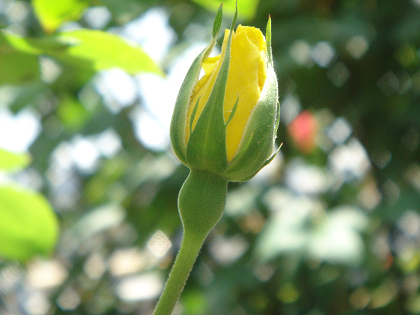 月季花开