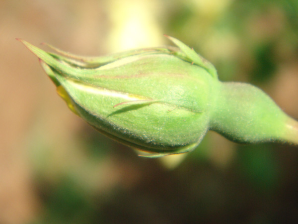 月季花开