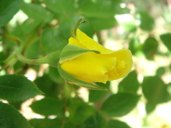 月季花开