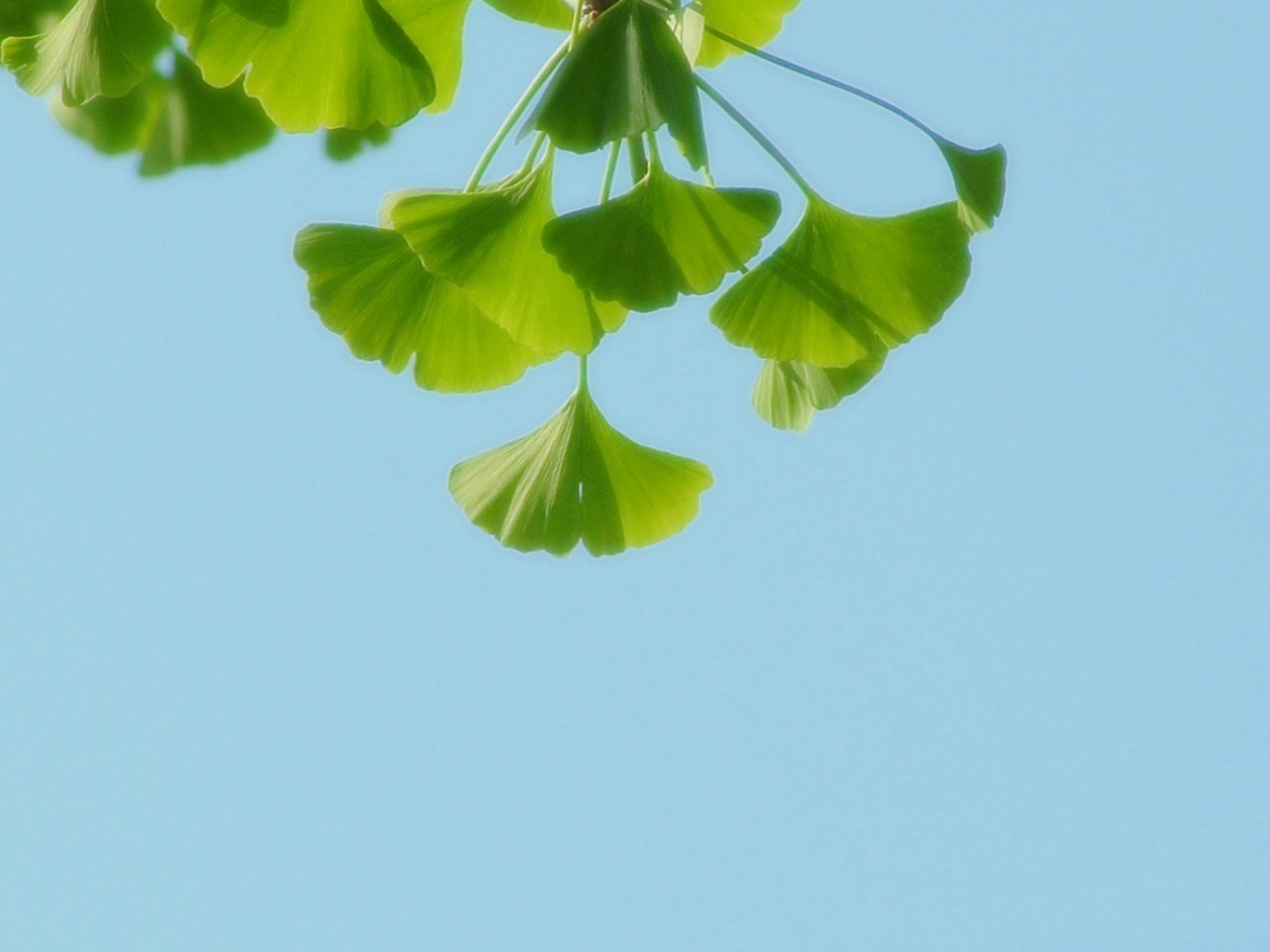 个人花卉照片