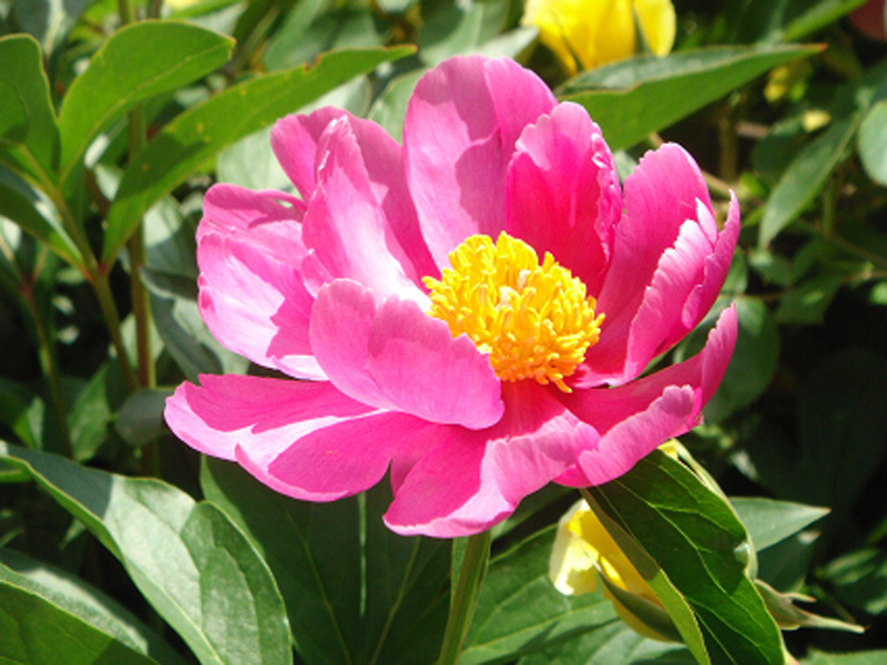 芍药花开娇艳