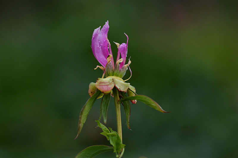 雨后芍药
