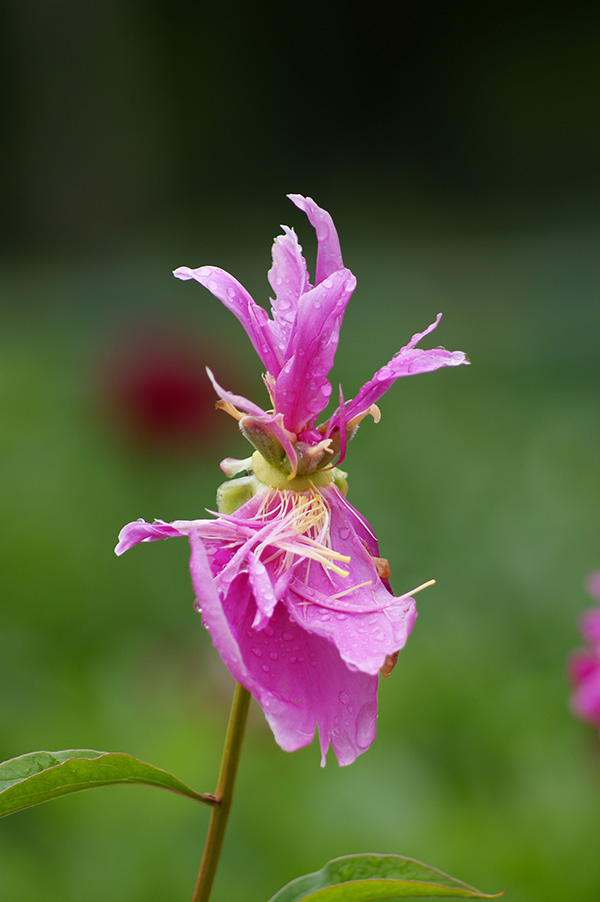 雨后芍药