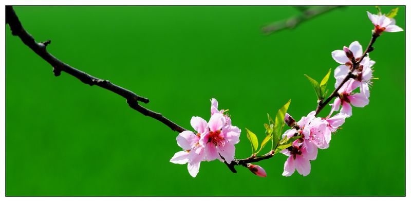 桃花一组