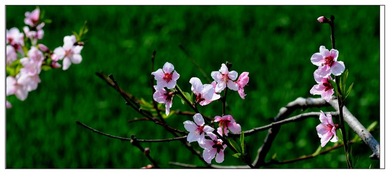 桃花一组