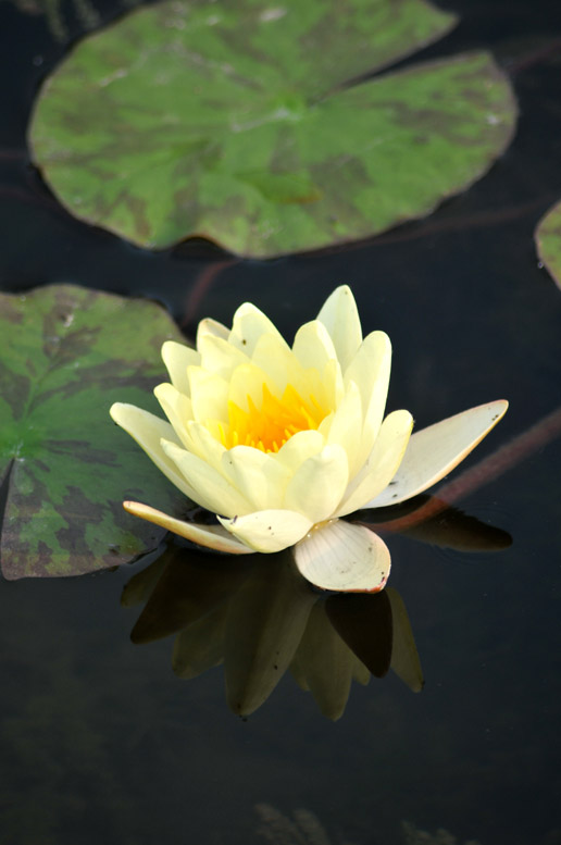 花中睡美人