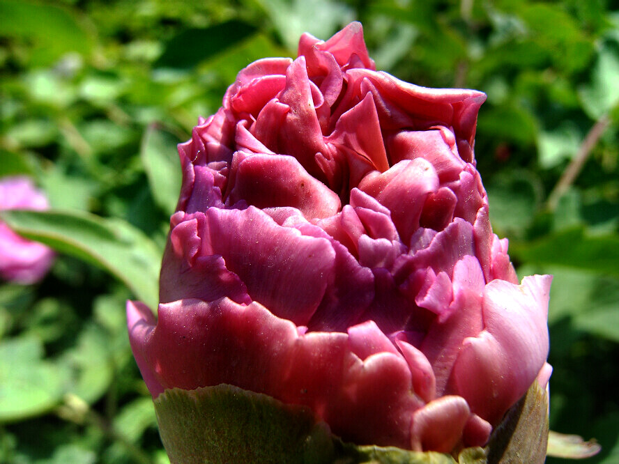 蜂眼看花——牡丹