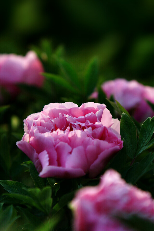 蜂眼看花——牡丹