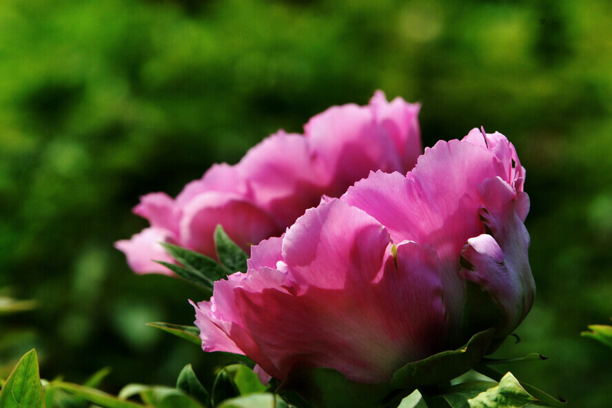 蜂眼看花——牡丹